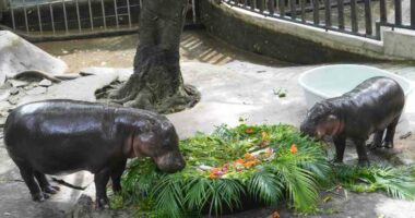 Thousands celebrate baby hippo Moo Deng's first birthday at Thailand zoo