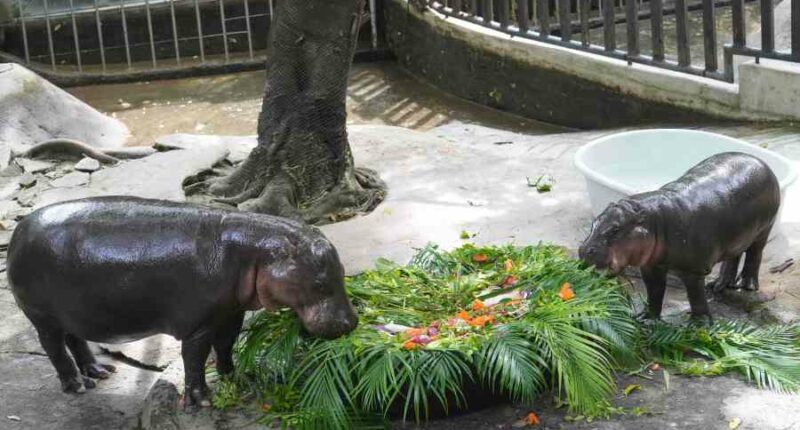 Thousands celebrate baby hippo Moo Deng's first birthday at Thailand zoo
