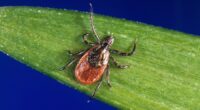Tick-related ER visits are spiking this summer: How to protect yourself
