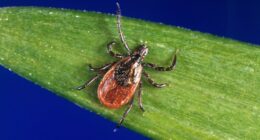 Tick-related ER visits are spiking this summer: How to protect yourself