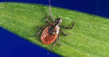 Tick-related ER visits are spiking this summer: How to protect yourself