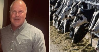 Victims of 'Bernie Madoff of cows' take on major banks in massive ghost cattle Ponzi scheme