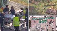 Visitor feared to have lost arm in lion zoo attack