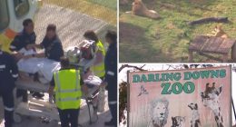 Visitor feared to have lost arm in lion zoo attack