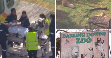 Visitor feared to have lost arm in lion zoo attack