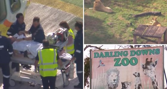 Visitor feared to have lost arm in lion zoo attack