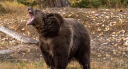 Woman saves husband's life with bear spray during grizzly attack in wilderness