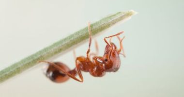 'National emergency': Another fire ant nest found in NSW