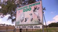 A﻿ zoo keeper is having emergency surgery in hospital being "grabbed" by a big cat at a zoo in southern Queensland.Emergency services were called to Darling Downs Zoo in Pilton, south of Toowoomba, this morning after the woman was attacked in an enclosure by one of the big cats.