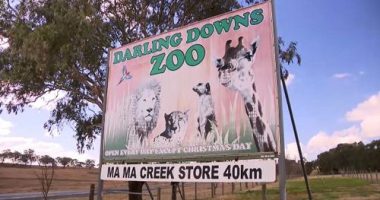 A﻿ zoo keeper is having emergency surgery in hospital being "grabbed" by a big cat at a zoo in southern Queensland.Emergency services were called to Darling Downs Zoo in Pilton, south of Toowoomba, this morning after the woman was attacked in an enclosure by one of the big cats.