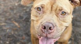 $100K grant expands pet care access in west Savannah