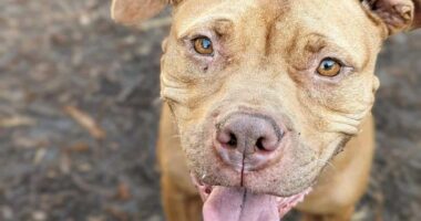 $100K grant expands pet care access in west Savannah