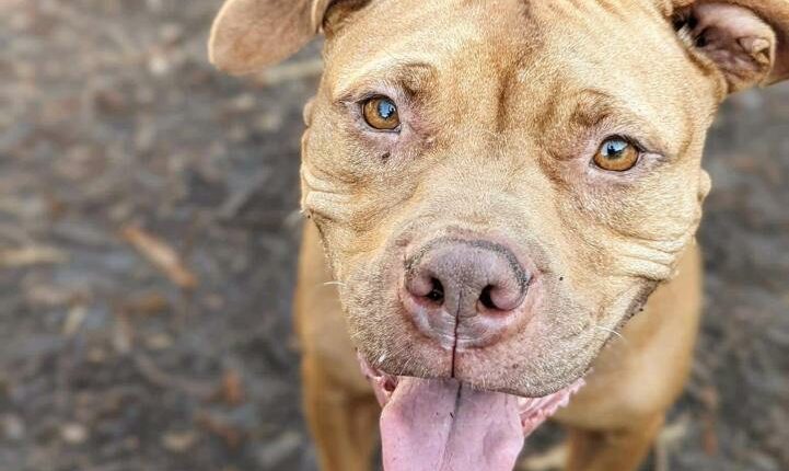 $100K grant expands pet care access in west Savannah