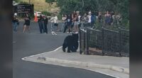 2 bears join the line for show at Red Rocks