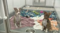 31 rescue dogs evacuated safely to Chicago after Texas floods