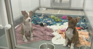 31 rescue dogs evacuated safely to Chicago after Texas floods
