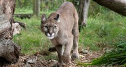 4-year-old attacked by mountain lion at Olympic National Park