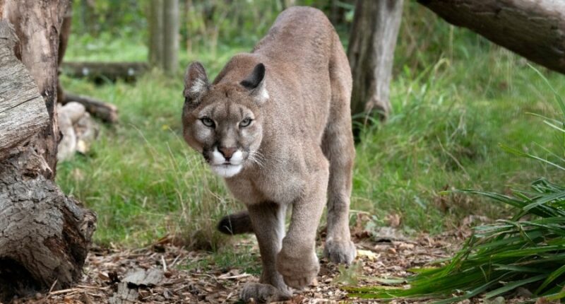 4-year-old attacked by mountain lion at Olympic National Park