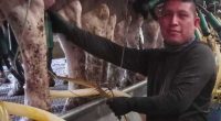 A Vermont dairy farm was raided. The mixed messages from Washington since then have increased fears