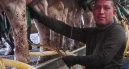 A Vermont dairy farm was raided. The mixed messages from Washington since then have increased fears