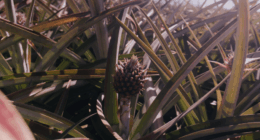 Amazon deal: Hawaii-grown pineapples getting fast track to mainland