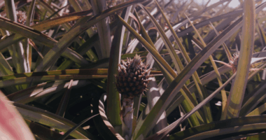 Amazon deal: Hawaii-grown pineapples getting fast track to mainland
