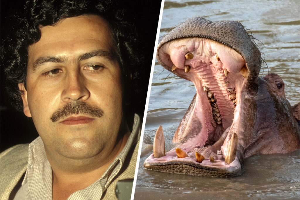 'Animals on Drugs' exclusive clip: Did Pablo Escobar really feed his pet hippos cocaine?