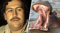 'Animals on Drugs' exclusive clip: Did Pablo Escobar really feed his pet hippos cocaine?