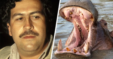 'Animals on Drugs' exclusive clip: Did Pablo Escobar really feed his pet hippos cocaine?