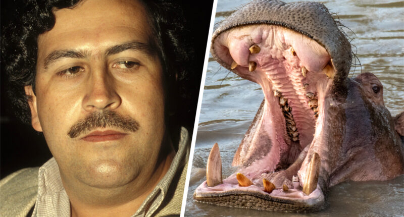 'Animals on Drugs' exclusive clip: Did Pablo Escobar really feed his pet hippos cocaine?