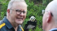 Australian prime minister indulges in panda diplomacy as state visit in China nears end