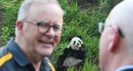 Australian prime minister indulges in panda diplomacy as state visit in China nears end