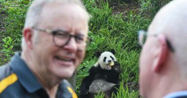 Australian prime minister indulges in panda diplomacy as state visit in China nears end