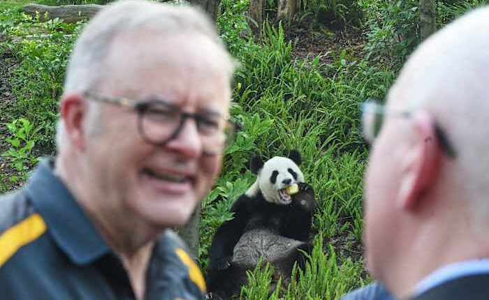 Australian prime minister indulges in panda diplomacy as state visit in China nears end