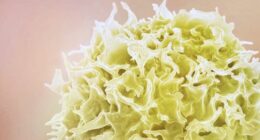 An illustration of a T-Cell.