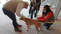Baja set to issue health warning following 19 rickettsia deaths