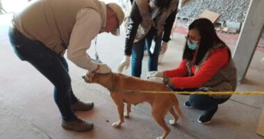 Baja set to issue health warning following 19 rickettsia deaths