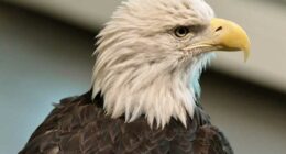 Bald eagle's new status as the official US bird brings pride and hope to many Native Americans