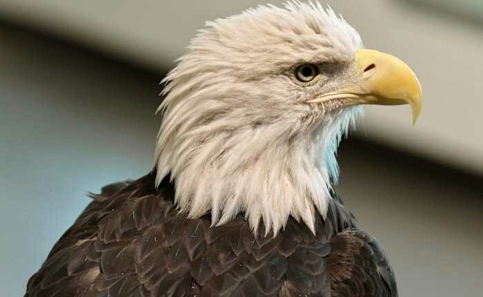Bald eagle's new status as the official US bird brings pride and hope to many Native Americans