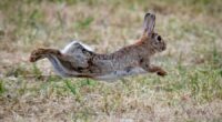 Bamboozled: Viral bunny trampoline video is fake