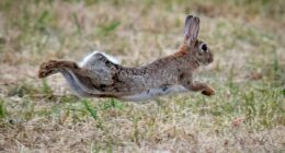 Bamboozled: Viral bunny trampoline video is fake