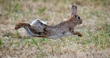 Bamboozled: Viral bunny trampoline video is fake