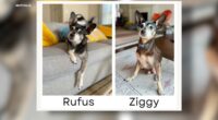 Bay Area family discovers via DNA Embark test newly adopted Muttville dog is biological father of deceased pet