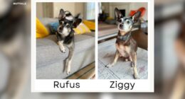 Bay Area family discovers via DNA Embark test newly adopted Muttville dog is biological father of deceased pet