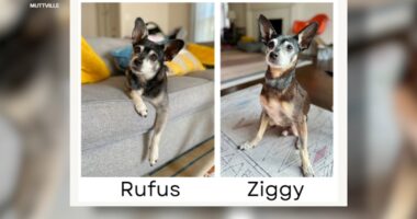 Bay Area family discovers via DNA Embark test newly adopted Muttville dog is biological father of deceased pet