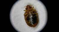 Bed bugs: What to know, how to treat them