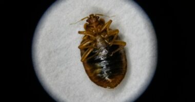 Bed bugs: What to know, how to treat them