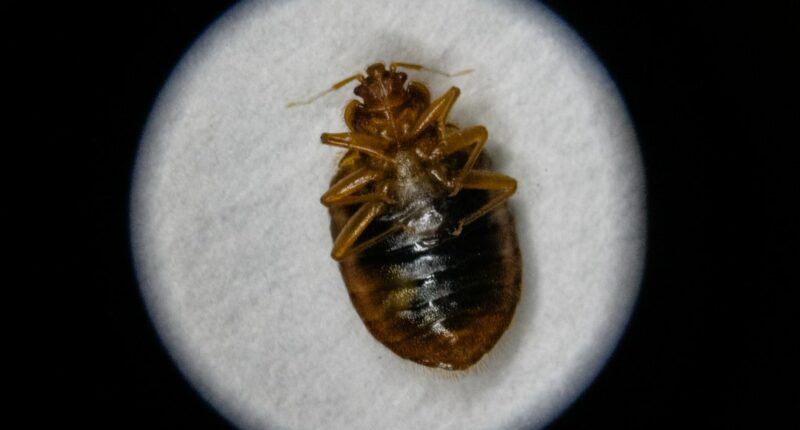 Bed bugs: What to know, how to treat them