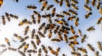 Bee attack leaves 24 people injured in French town of Aurillac