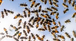 Bee attack leaves 24 people injured in French town of Aurillac
